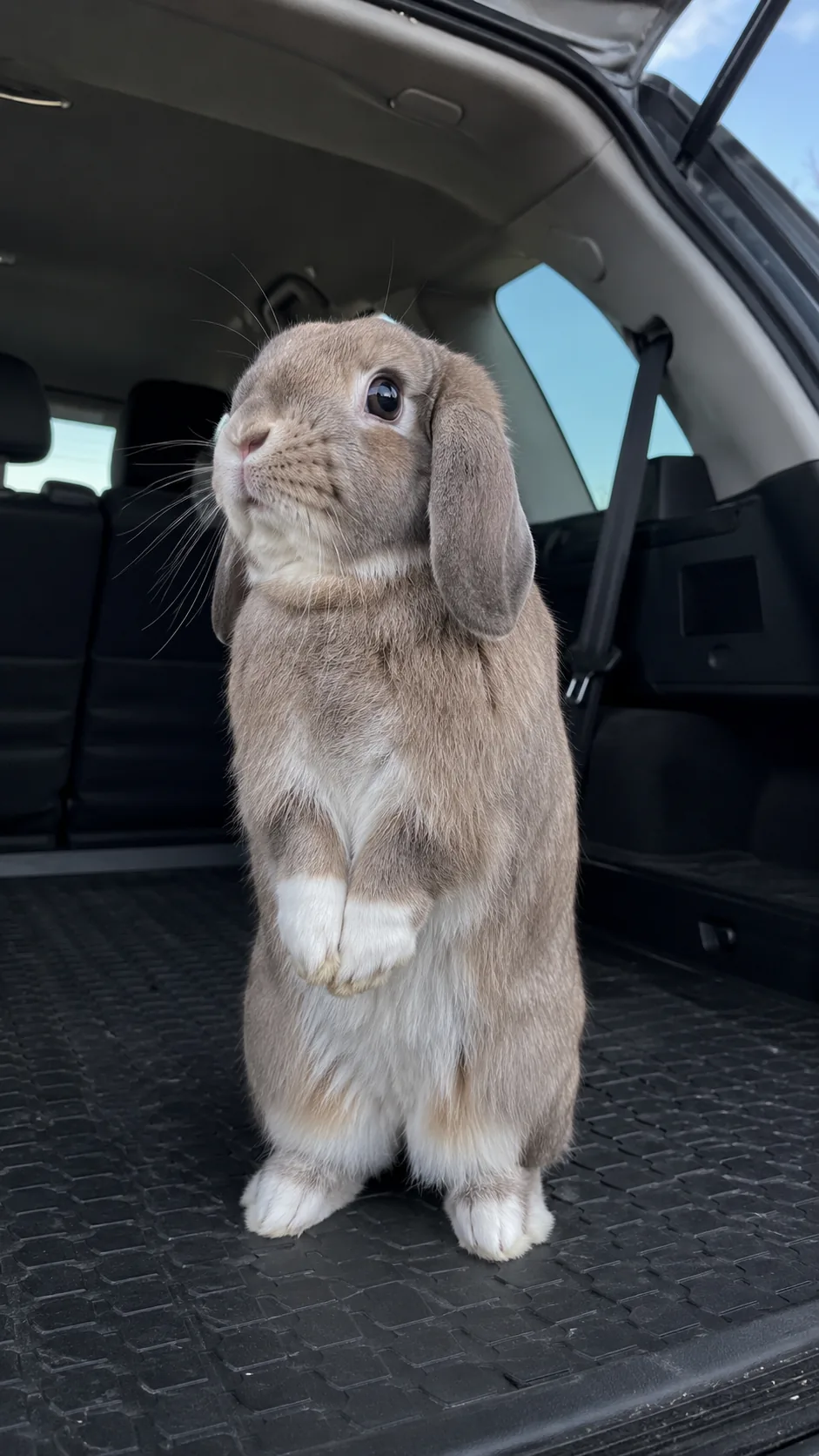 A rabbit sitting in the back of a car