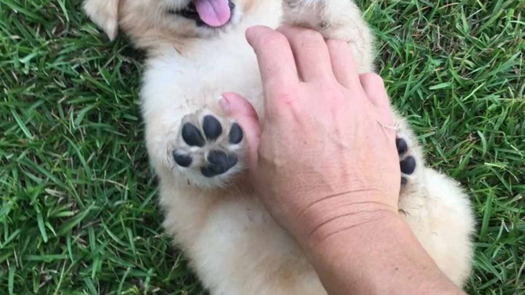 Fluffy golden retriever puppy lying on its back on green grass while a hand rubs its belly