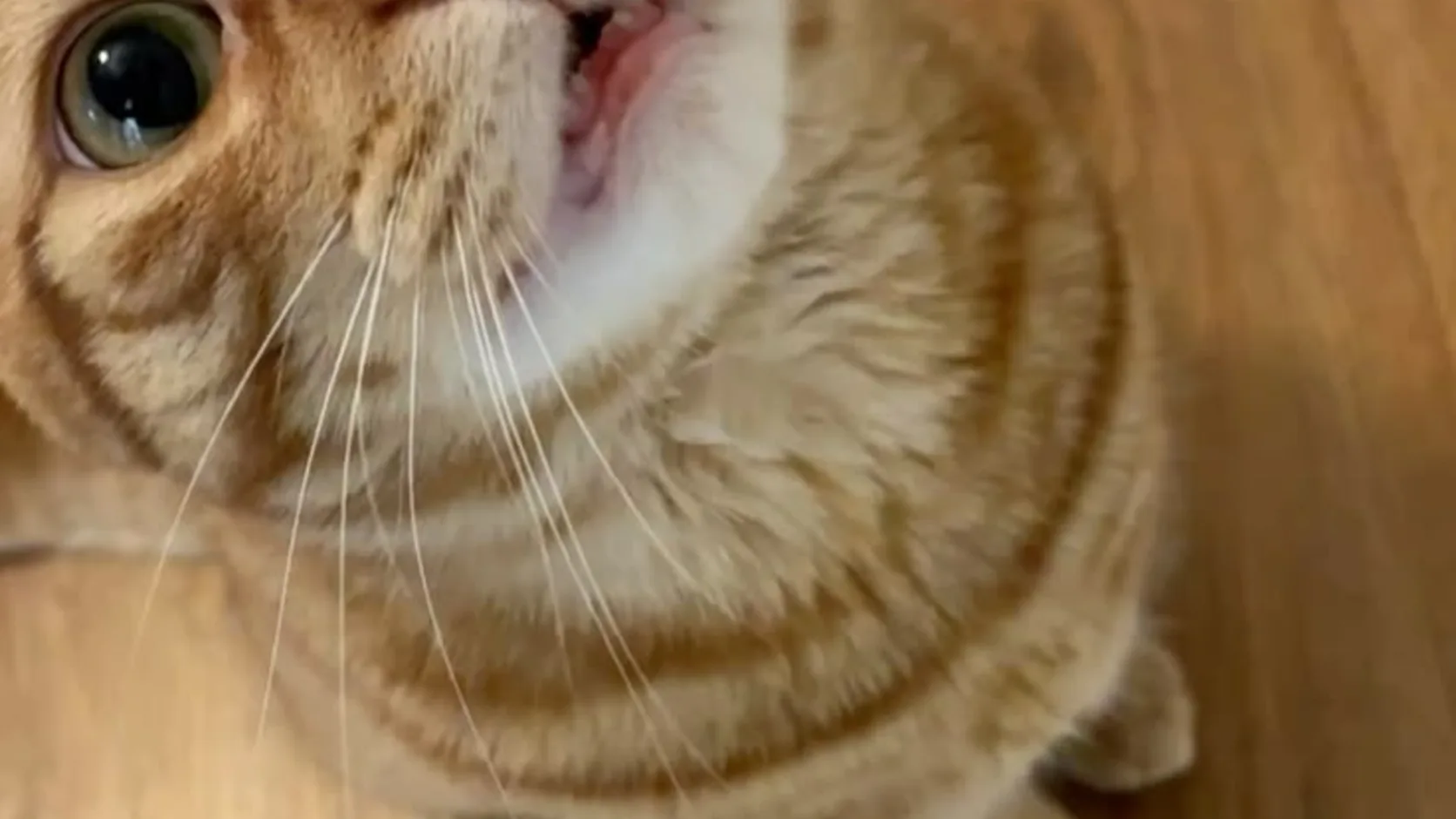 Close-up of an orange tabby cat looking up at the camera from a wooden floor