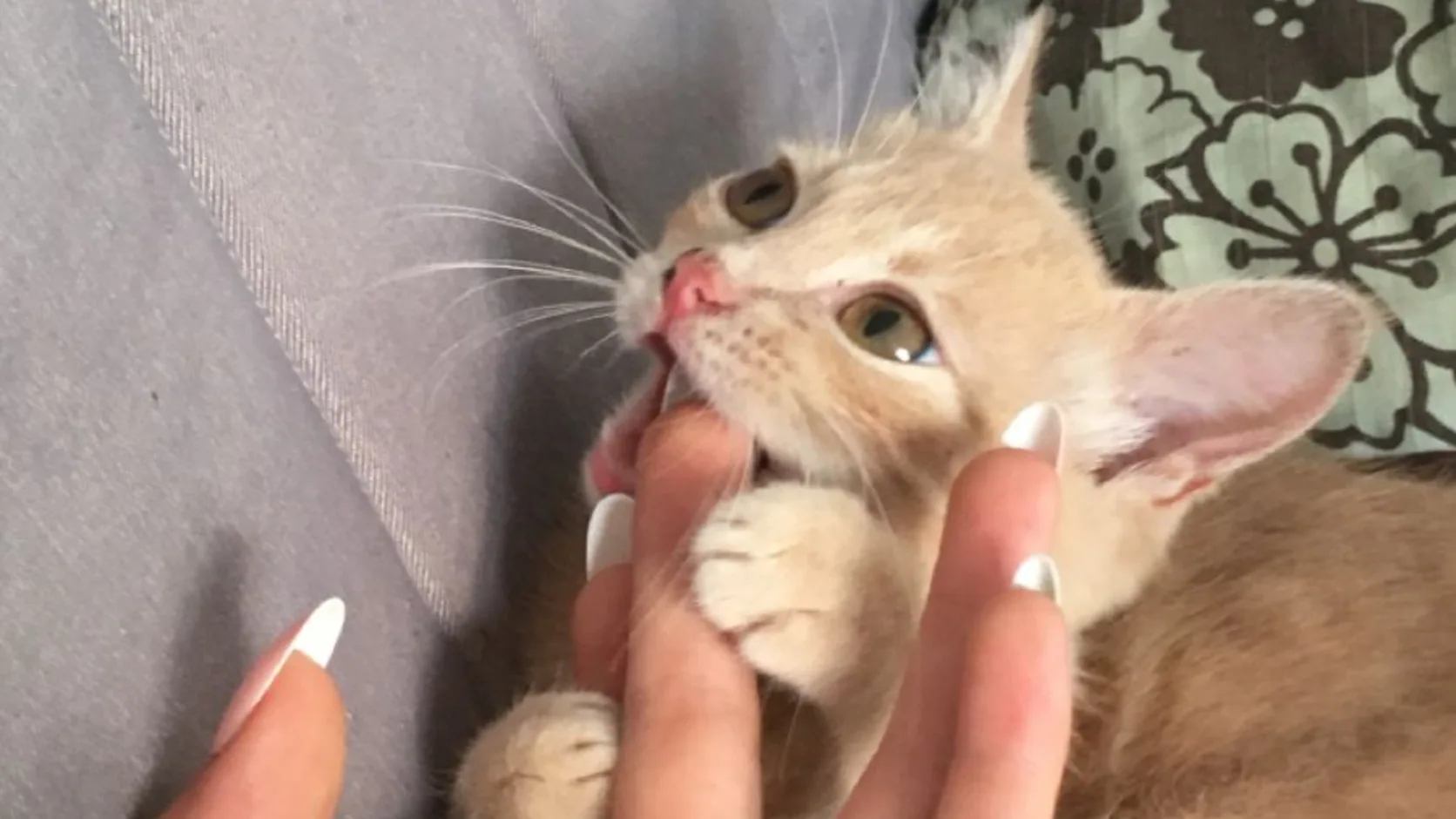 Cream kitten lying on its back playing with a person's hand on a sofa