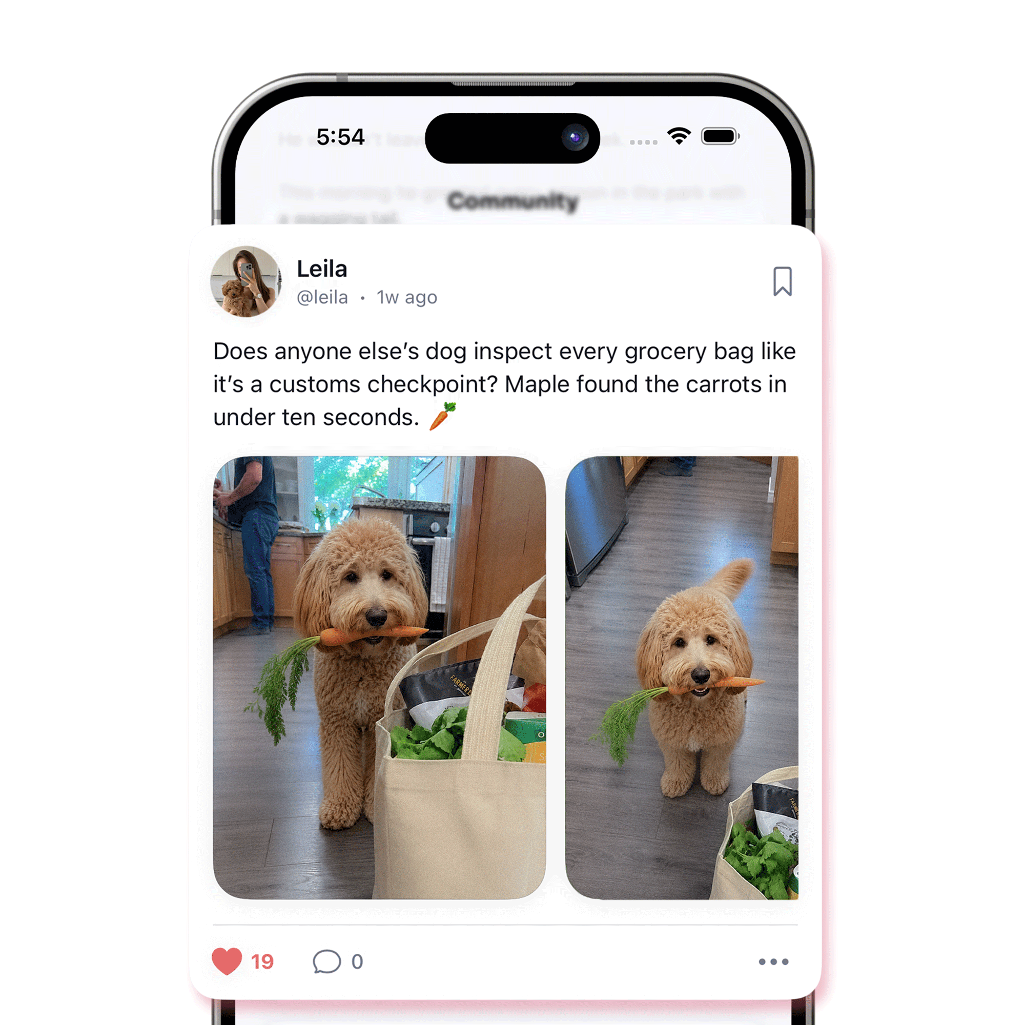 Petive Community feed showing pet owner posts, questions, and interactions