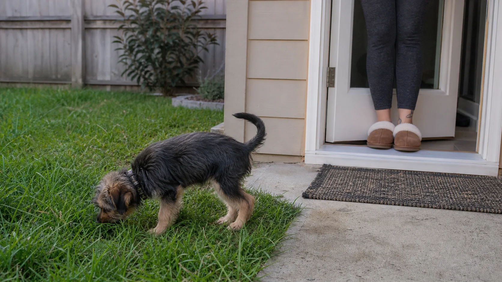 Young puppy waiting beside an open back door with its owner nearby