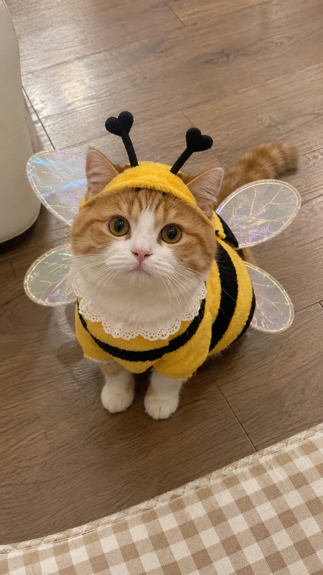 Cat in a bumblebee costume on a wooden floor