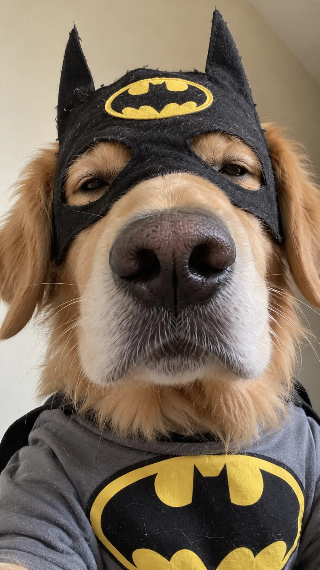 Close-up of a golden retriever wearing a pointy-eared superhero hood