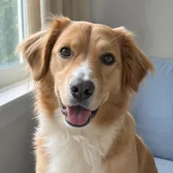 A dog looking at the camera