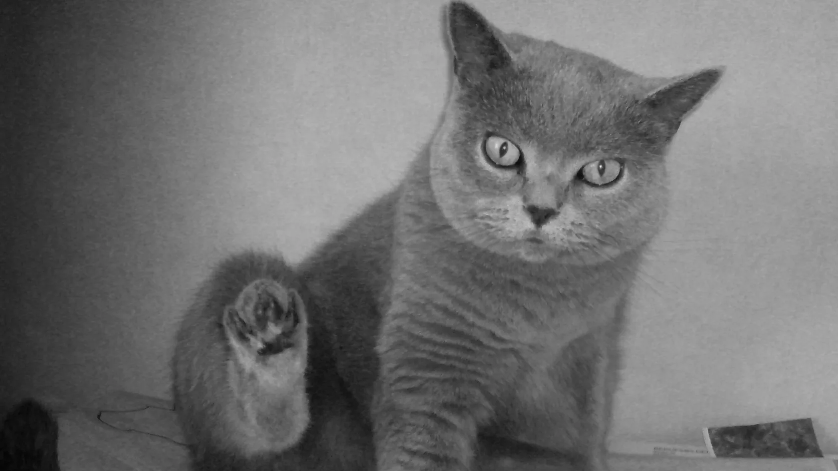 Grey British Shorthair sitting on a table