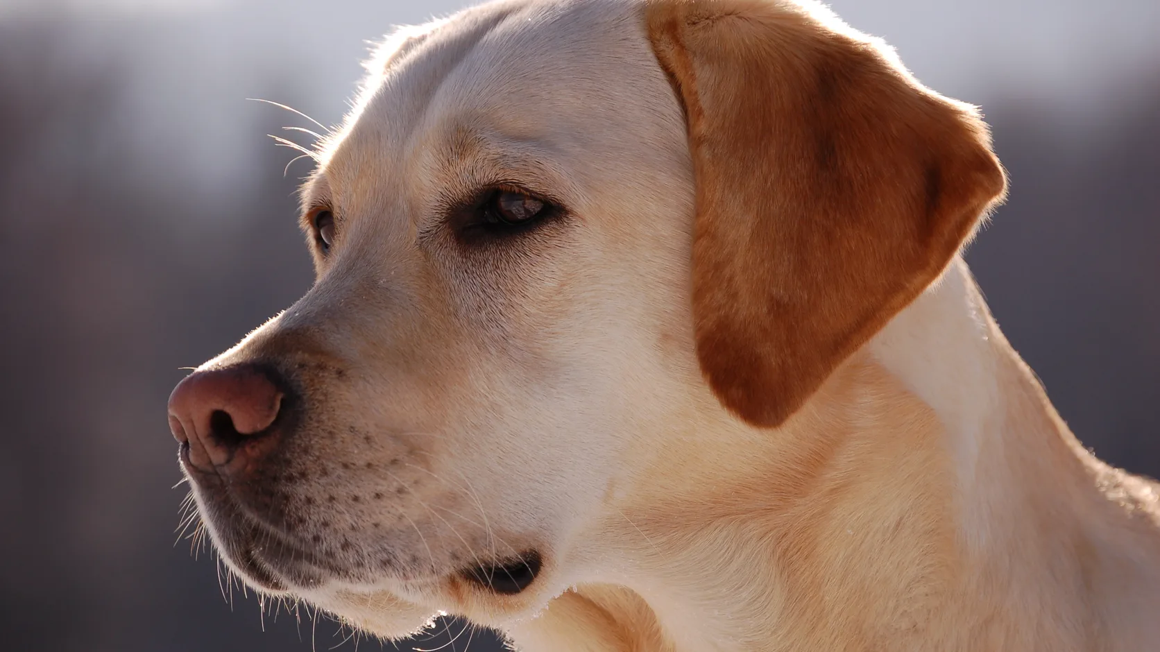 Yellow Labrador Retriever looking to the left