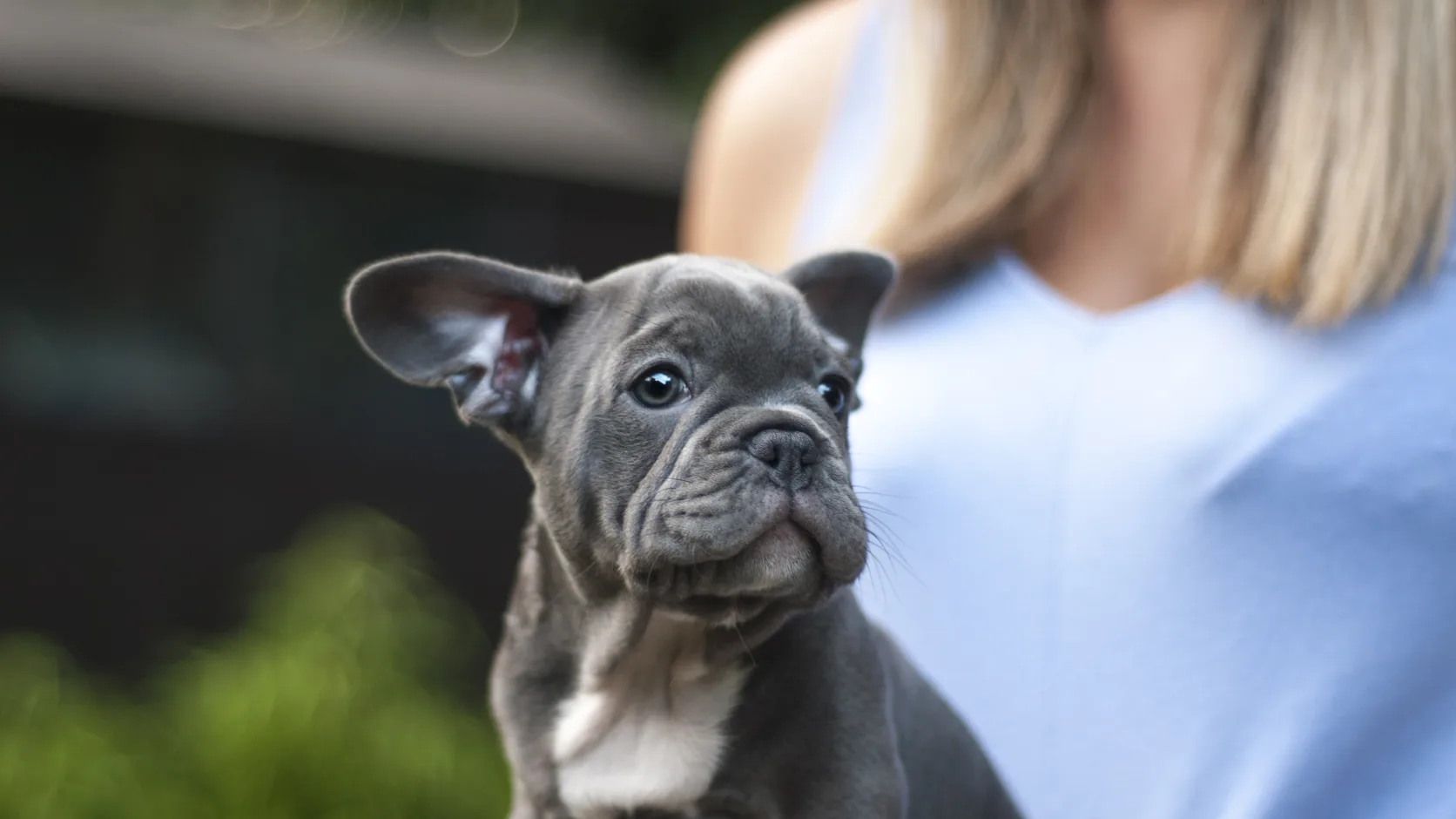 Person holding a grey French Bulldog puppy outdoors