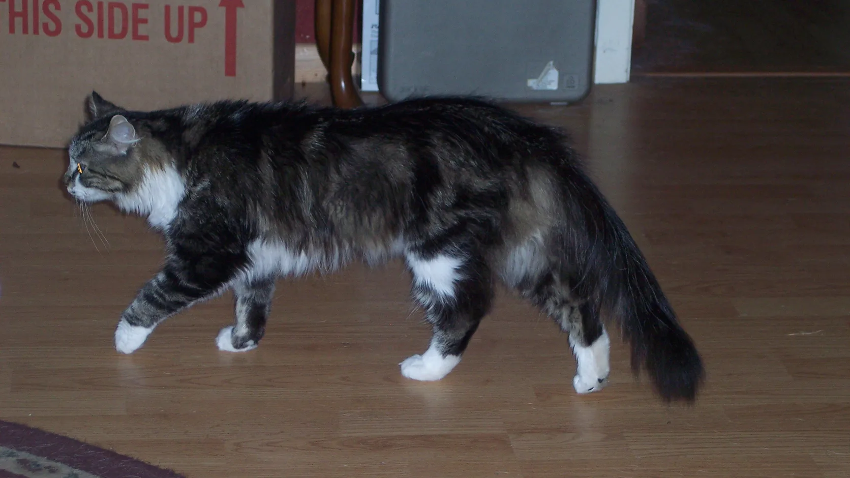 Tabby and white Maine Coon walking across a wooden floor