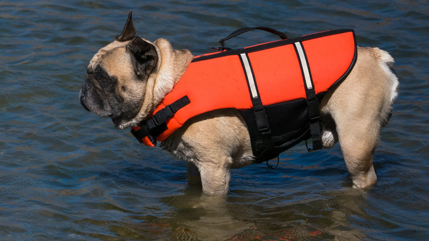 French Bulldog wearing an orange life jacket in shallow water