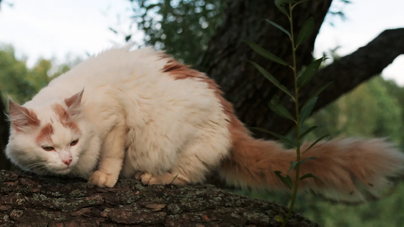 White and ginger Turkish Van resting on a tree branch