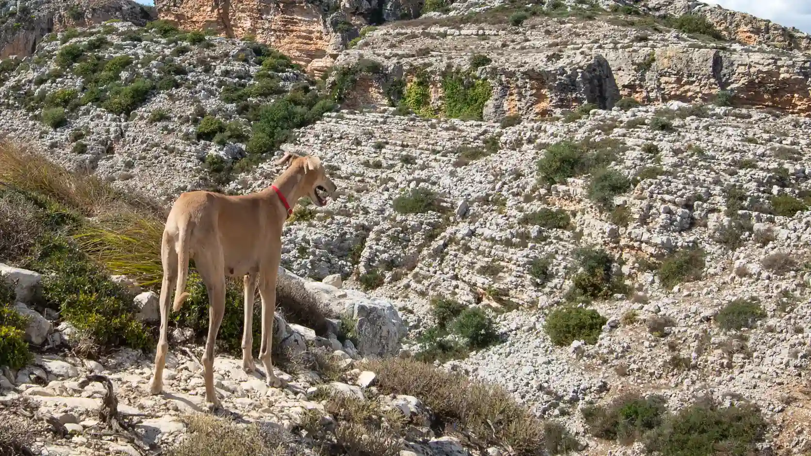 Sloughi standing among rocks and shrubs in Kef Chguég