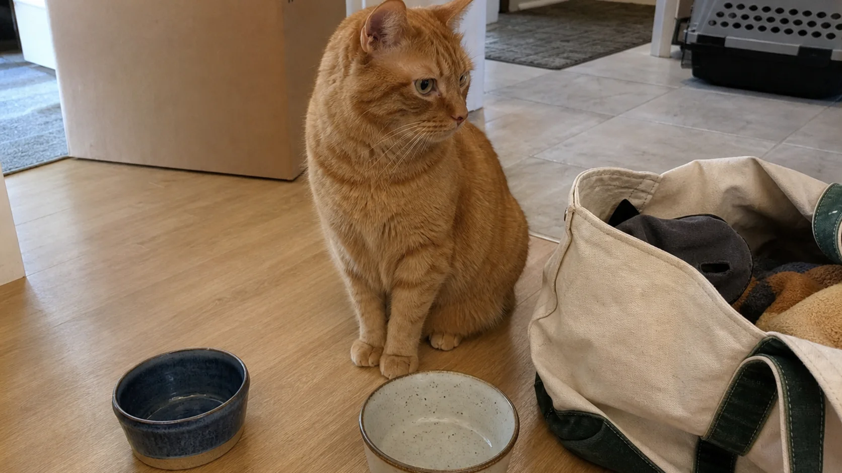 A ginger tabby sitting between two different food bowls and a canvas tote after arriving at another home