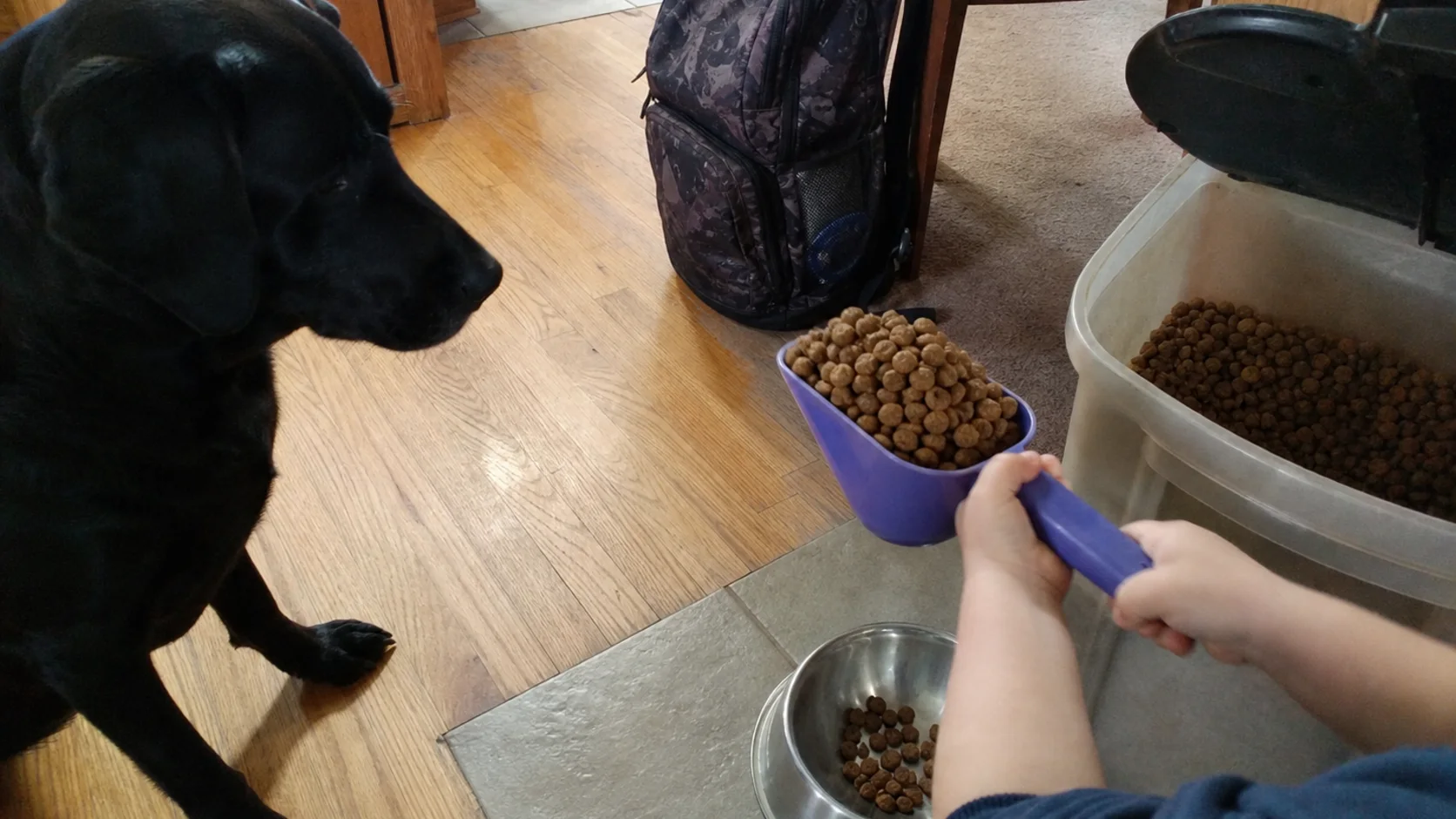 A child holding a heaped dog-food scoop over a Labrador’s bowl in a family kitchen