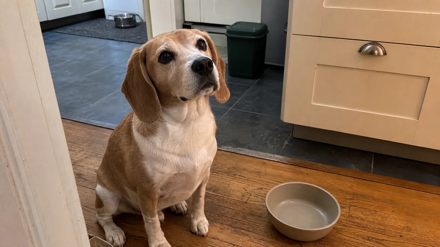 Oscar, a tan-and-white beagle mix, waiting beside an empty bowl in a family kitchen